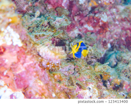 可愛的年輕的Somewakeyakko（家庭）和其他物品。 靜岡縣伊豆半島加茂郡南伊豆町中木広濱2024 123413400