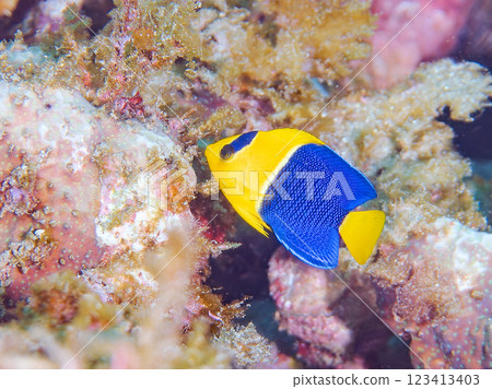 Cute juvenile angelfish (family: Angelfish) and others. Nakagi Hirizo Beach, Minamiizu-cho, Kamo-gun, Izu Peninsula, Shizuoka Prefecture 2024 Cute juvenile angelfish (family: Angelfish) and others. Nakagi Hirizo Beach, Minamiizu-cho, Kamo-gun, Izu Peninsula, Shizuoka Prefecture 2024 123413403