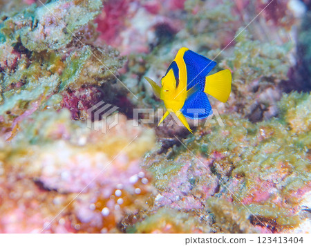 可愛的年輕的Somewakeyakko(家庭)和其他物品。 靜岡縣伊豆半島加茂郡南伊豆町中木広濱2024 可愛的年輕的Somewakeyakko(家庭)和其他物品。 靜岡縣伊豆半島加茂郡南伊豆町中木広濱2024 123413404