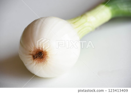 Salad onions 123413409