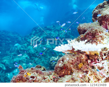 持續的高海水溫度導致珊瑚白化。 一群美麗的藍綠色雀鯛和其他魚類聚集在珊瑚上 持續的高海水溫度導致珊瑚白化。 一群美麗的藍綠色雀鯛和其他魚類聚集在珊瑚上 123413489