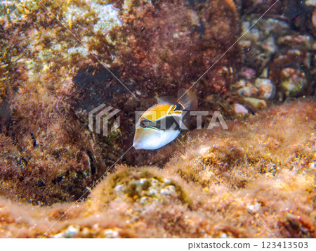 可愛的年輕日本砲彈魚(砲彈魚家族)等等。它是夏威夷的國魚。加茂區南伊豆町中木広濱 可愛的年輕日本砲彈魚(砲彈魚家族)等等。它是夏威夷的國魚。加茂區南伊豆町中木広濱 123413503
