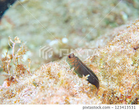 Beautiful table coral and cute juvenile maned frogfish. Nakagi Hirizo Beach 2, Minamiizu-cho, Kamo-gun, Izu Peninsula, Shizuoka Prefecture Beautiful table coral and cute juvenile maned frogfish. Nakagi Hirizo Beach 2, Minamiizu-cho, Kamo-gun, Izu Peninsula, Shizuoka Prefecture 123413531