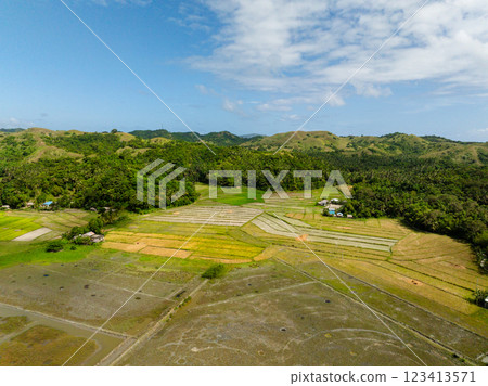 Paddy rice fields and green forest in Santa Fe, Tablas, Romblon. Philippines. 123413571