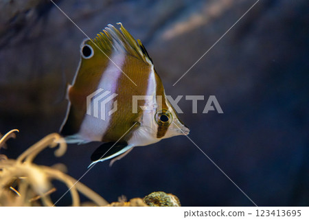 熊貓玄六代 熊貓玄六代 123413695