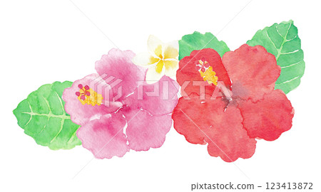 芙蓉手繪水彩插畫 123413872