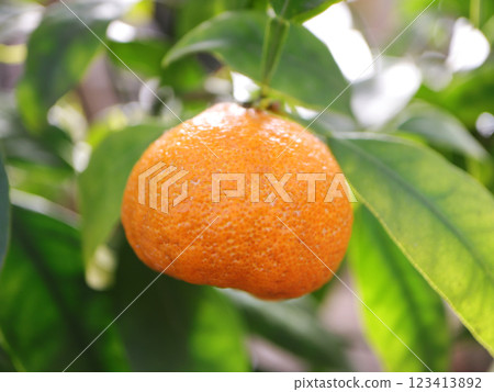 Mikan becoming a tree 123413892