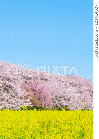 Gyodo Shrine 123414027