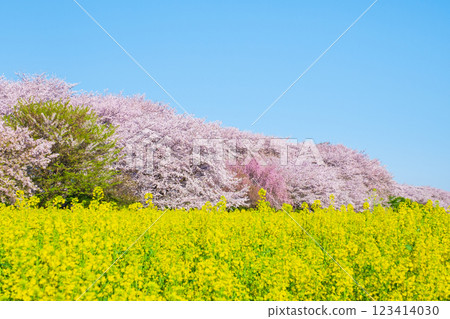 Gyodo神社 123414030