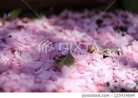 重瓣櫻花花瓣散落一地 123414694