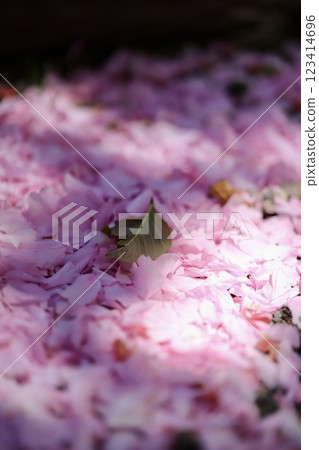 重瓣櫻花花瓣散落一地 123414696