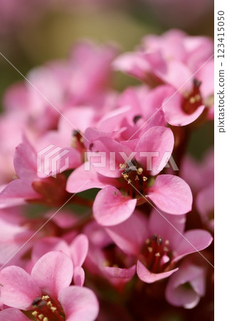 花園裡盛開著鮮豔的粉紅色小花 123415050