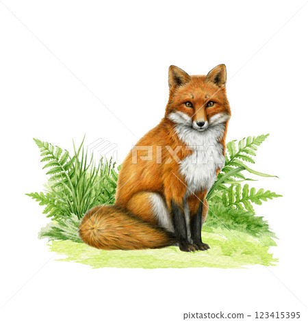 Red fox on grassy ground painted illustration. Hand drawn vintage style watercolor illustration. Cute fox wild forest animal sitting on green grass with fern leaves on white background Red fox on grassy ground painted illustration. Hand drawn vintage style watercolor illustration. Cute fox wild forest animal sitting on green grass with fern leaves on white background 123415395