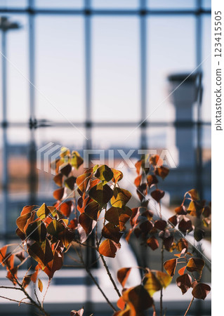 [神戶機場] 五彩繽紛的落葉 123415505