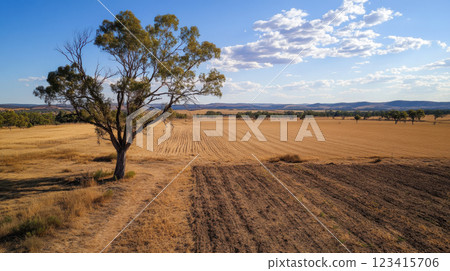 Drought stricken farmland with barren fields and lone tree under blue sky Drought stricken farmland with barren fields and lone tree under blue sky 123415706