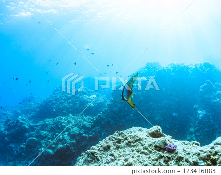 A pair of beautiful and mysterious swallowtail fish (genus Hirundinella) and others. Nakagi Hirizo Beach, Minamiizu-cho, Kamo-gun, Izu Peninsula, Shizuoka Prefecture, 2024 123416083