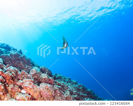 一對美麗而神秘的燕尾魚（深海魚科）等等。 2024 靜岡縣伊豆半島賀茂郡南伊豆町中木寬佐海灘 123416084