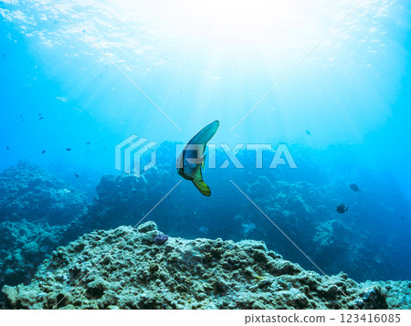 一對美麗而神秘的燕尾魚（深海魚科）等等。 2024 靜岡縣伊豆半島賀茂郡南伊豆町中木寬佐海灘 123416085