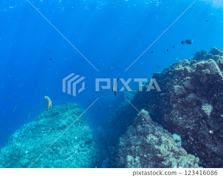 A pair of beautiful and mysterious swallowtail fish (genus Hirundinella) and others. Nakagi Hirizo Beach, Minamiizu-cho, Kamo-gun, Izu Peninsula, Shizuoka Prefecture, 2024 123416086