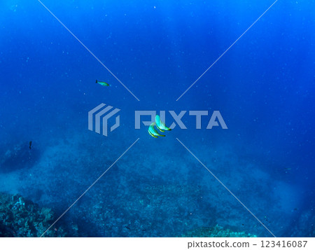 A pair of beautiful and mysterious swallowtail fish (genus Hirundinella) and others. Nakagi Hirizo Beach, Minamiizu-cho, Kamo-gun, Izu Peninsula, Shizuoka Prefecture, 2024 A pair of beautiful and mysterious swallowtail fish (genus Hirundinella) and others. Nakagi Hirizo Beach, Minamiizu-cho, Kamo-gun, Izu Peninsula, Shizuoka Prefecture, 2024 123416087