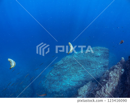 A pair of beautiful and mysterious swallowtail fish (genus Hirundinella) and others. Nakagi Hirizo Beach, Minamiizu-cho, Kamo-gun, Izu Peninsula, Shizuoka Prefecture, 2024 123416090