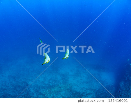 一對美麗而神秘的燕尾魚（深海魚科）等等。 2024 靜岡縣伊豆半島賀茂郡南伊豆町中木寬佐海灘 123416091