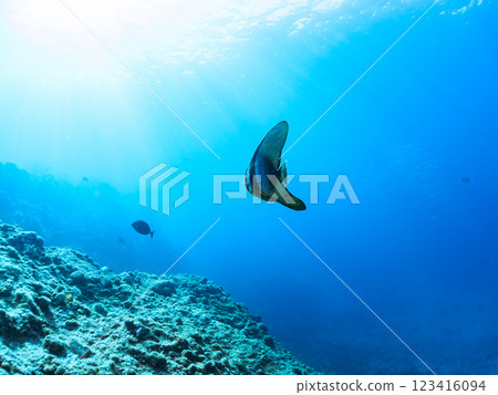A pair of beautiful and mysterious swallowtail fish (genus Hirundinella) and others. Nakagi Hirizo Beach, Minamiizu-cho, Kamo-gun, Izu Peninsula, Shizuoka Prefecture, 2024 A pair of beautiful and mysterious swallowtail fish (genus Hirundinella) and others. Nakagi Hirizo Beach, Minamiizu-cho, Kamo-gun, Izu Peninsula, Shizuoka Prefecture, 2024 123416094