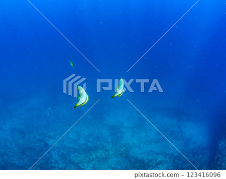 A pair of beautiful and mysterious swallowtail fish (genus Hirundinella) and others. Nakagi Hirizo Beach, Minamiizu-cho, Kamo-gun, Izu Peninsula, Shizuoka Prefecture, 2024 A pair of beautiful and mysterious swallowtail fish (genus Hirundinella) and others. Nakagi Hirizo Beach, Minamiizu-cho, Kamo-gun, Izu Peninsula, Shizuoka Prefecture, 2024 123416096