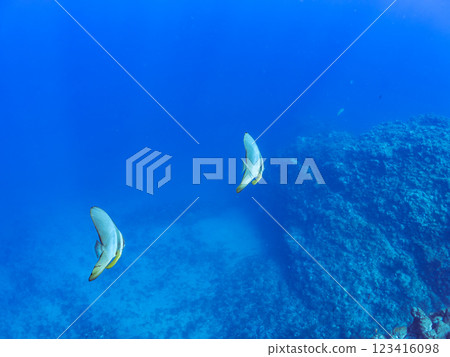 一對美麗而神秘的燕尾魚(深海魚科)等等。 2024 靜岡縣伊豆半島賀茂郡南伊豆町中木寬佐海灘 一對美麗而神秘的燕尾魚(深海魚科)等等。 2024 靜岡縣伊豆半島賀茂郡南伊豆町中木寬佐海灘 123416098