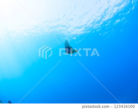 A pair of beautiful and mysterious swallowtail fish (genus Hirundinella) and others. Nakagi Hirizo Beach, Minamiizu-cho, Kamo-gun, Izu Peninsula, Shizuoka Prefecture, 2024 123416100