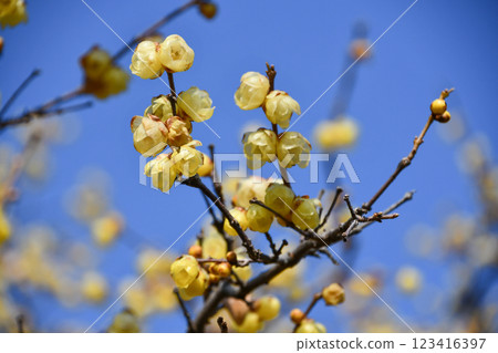 蠟梅“草心樓梅” 123416397