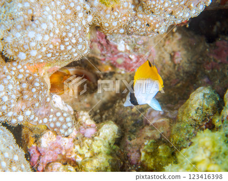 美麗的小刺蝴蝶魚（Chaetodonidae）等 靜岡縣伊豆半島加茂郡南伊豆町中木広浜 123416398