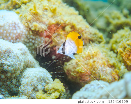 Beautiful juvenile Threadfin Butterflyfish (Chaetodontidae) and others at Nakagi Hirizo Beach, Minamiizu-cho, Kamo-gun, Izu Peninsula, Shizuoka Prefecture 123416399