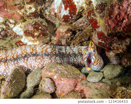 A large and beautiful tiger moray eel (family Moray eel) in an underwater cave. Nakagi Hirizo Beach, Minamiizu-cho, Kamo-gun, Izu Peninsula, Shizuoka Prefecture 2024 123416433