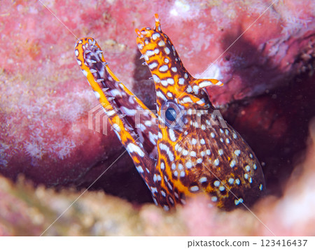 A large and beautiful tiger moray eel (family Moray eel) in an underwater cave. Nakagi Hirizo Beach, Minamiizu-cho, Kamo-gun, Izu Peninsula, Shizuoka Prefecture 2024 123416437