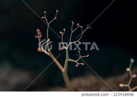 Sakiware Tsurumon Sakiware Tsurumon 123416606