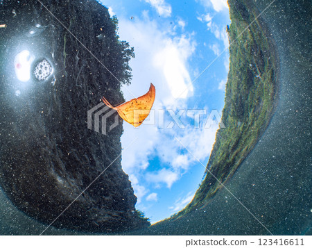 A beautiful juvenile reef batfish swimming in shallow waters, photographed halfway above the surface at Nakagi Hirizo Beach, Minamiizu-cho, Kamo-gun, Izu Peninsula, Shizuoka Prefecture A beautiful juvenile reef batfish swimming in shallow waters, photographed halfway above the surface at Nakagi Hirizo Beach, Minamiizu-cho, Kamo-gun, Izu Peninsula, Shizuoka Prefecture 123416611
