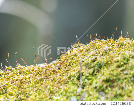 冬季山地田野的苔蘚特寫 01 冬季山地田野的苔蘚特寫 01 123416628