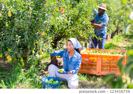 Woman and man picking pears in garden 123416739