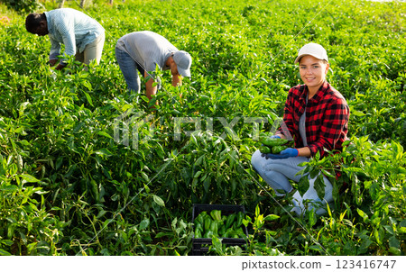 Smiling female horticulturist harvesting green peppers on farm plantation 123416747
