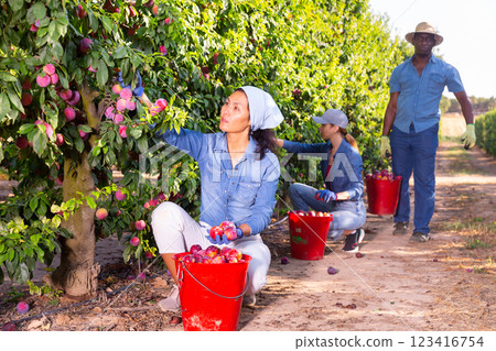 Three farmers collect ripe plums from a tree Three farmers collect ripe plums from a tree 123416754