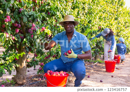 Man farmer picking ripe plums in garden 123416757