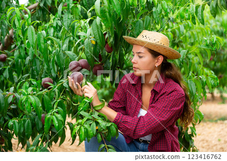 Woman farmer harvesting peaches in fruit garden, putting in crate Woman farmer harvesting peaches in fruit garden, putting in crate 123416762