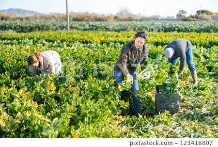 Women and man harvesting celery on plantation Women and man harvesting celery on plantation 123416807