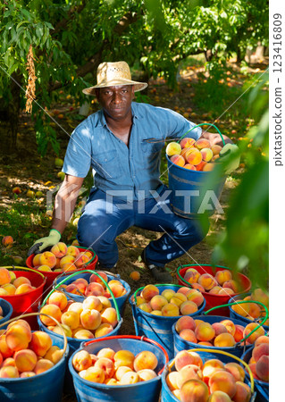 Man and buckets of peaches 123416809