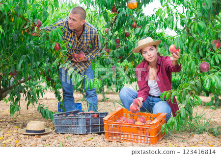 Man and young woman harvesting peaches Man and young woman harvesting peaches 123416814