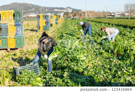 Woman harvesting celery on vegetable field Woman harvesting celery on vegetable field 123416864