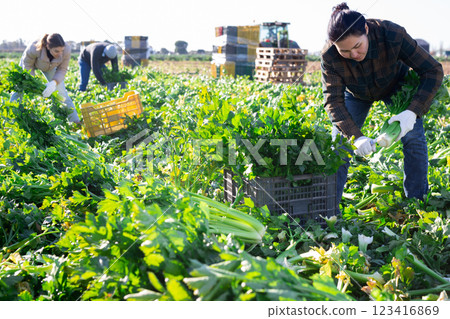 Woman harvesting celery on vegetable field 123416869