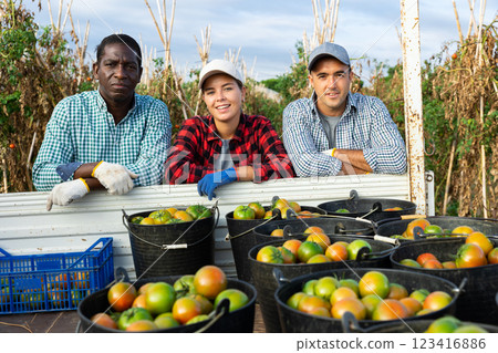 Happy team of farmers standing near truck loaded with harvested tomatoes Happy team of farmers standing near truck loaded with harvested tomatoes 123416886