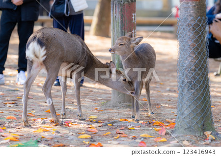 [Autumn] Deer in Nara Park [Autumn leaves] 123416943